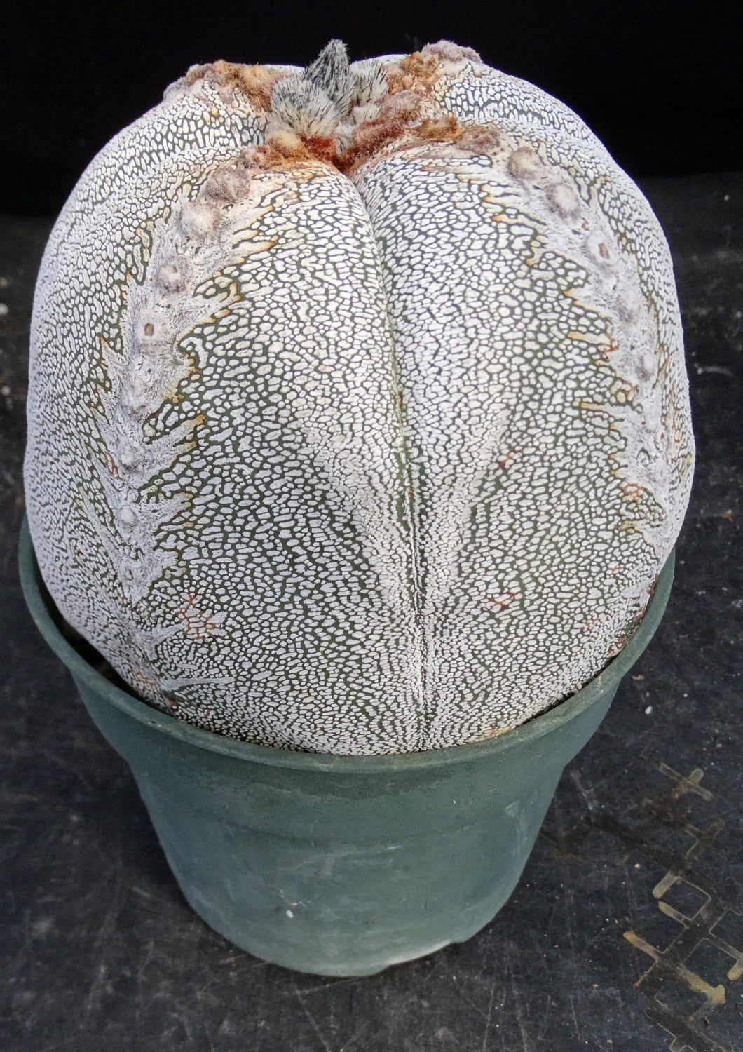 Astrophytum myriostigma 'Onzuka' *Huge Plant*