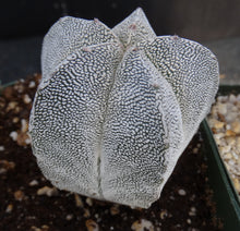 Load image into Gallery viewer, Astrophytum myriostigma &#39;Onzuka&#39;
