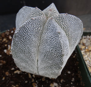 Astrophytum myriostigma 'Onzuka'