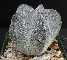 Load image into Gallery viewer, Astrophytum myriostigma &#39;Onzuka&#39;
