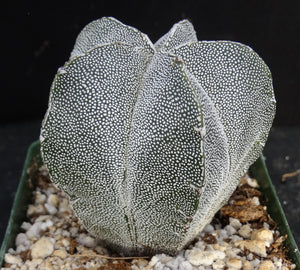Astrophytum myriostigma 'Onzuka'