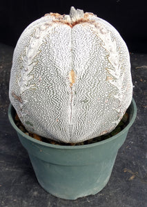 Astrophytum myriostigma 'Onzuka' *Huge Plant*