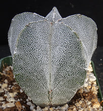 Load image into Gallery viewer, Astrophytum myriostigma &#39;Onzuka&#39;
