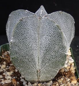 Astrophytum myriostigma 'Onzuka'