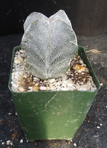 Astrophytum myriostigma 'Onzuka Quadricostata'