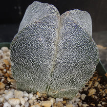 Load image into Gallery viewer, Astrophytum myriostigma &#39;Onzuka Quadricostata&#39;
