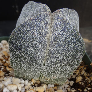 Astrophytum myriostigma 'Onzuka Quadricostata'