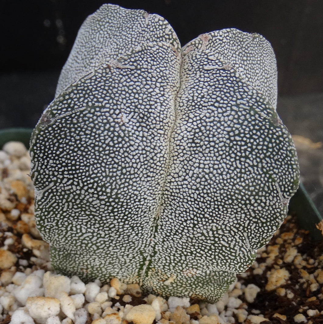 Astrophytum myriostigma 'Onzuka Quadricostata'