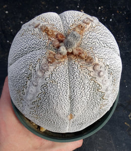 Astrophytum myriostigma 'Onzuka' *Huge Plant*