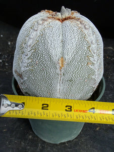 Astrophytum myriostigma 'Onzuka' *Huge Plant*