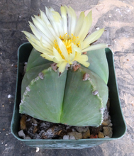 Load image into Gallery viewer, Astrophytum myriostigma v. nuda f. quadricostata
