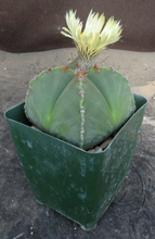 Load image into Gallery viewer, Astrophytum myriostigma v. nuda f. quadricostata
