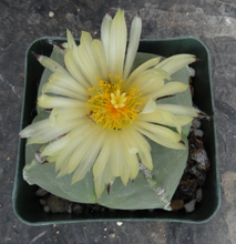 Load image into Gallery viewer, Astrophytum myriostigma v. nuda f. quadricostata
