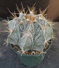 Load image into Gallery viewer, Astrophytum ornatum *large plant*
