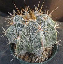 Load image into Gallery viewer, Astrophytum ornatum *large plant*
