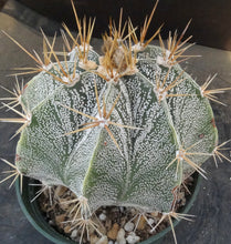 Load image into Gallery viewer, Astrophytum ornatum *large plant*
