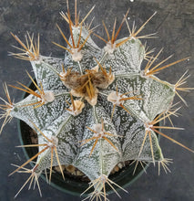 Load image into Gallery viewer, Astrophytum ornatum *large plant*
