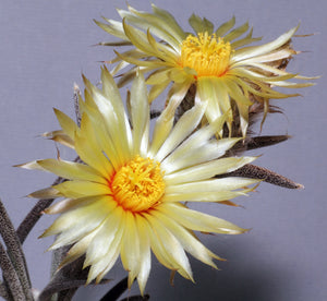 Astrophytum caput-medusae *Seed Grown, Big Plants!*