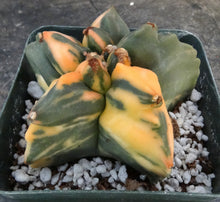 Load image into Gallery viewer, Astrophytum myriostigma nudum variegated
