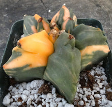 Load image into Gallery viewer, Astrophytum myriostigma nudum variegated
