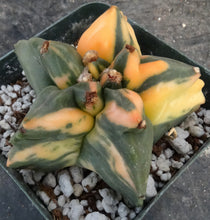 Load image into Gallery viewer, Astrophytum myriostigma nudum variegated
