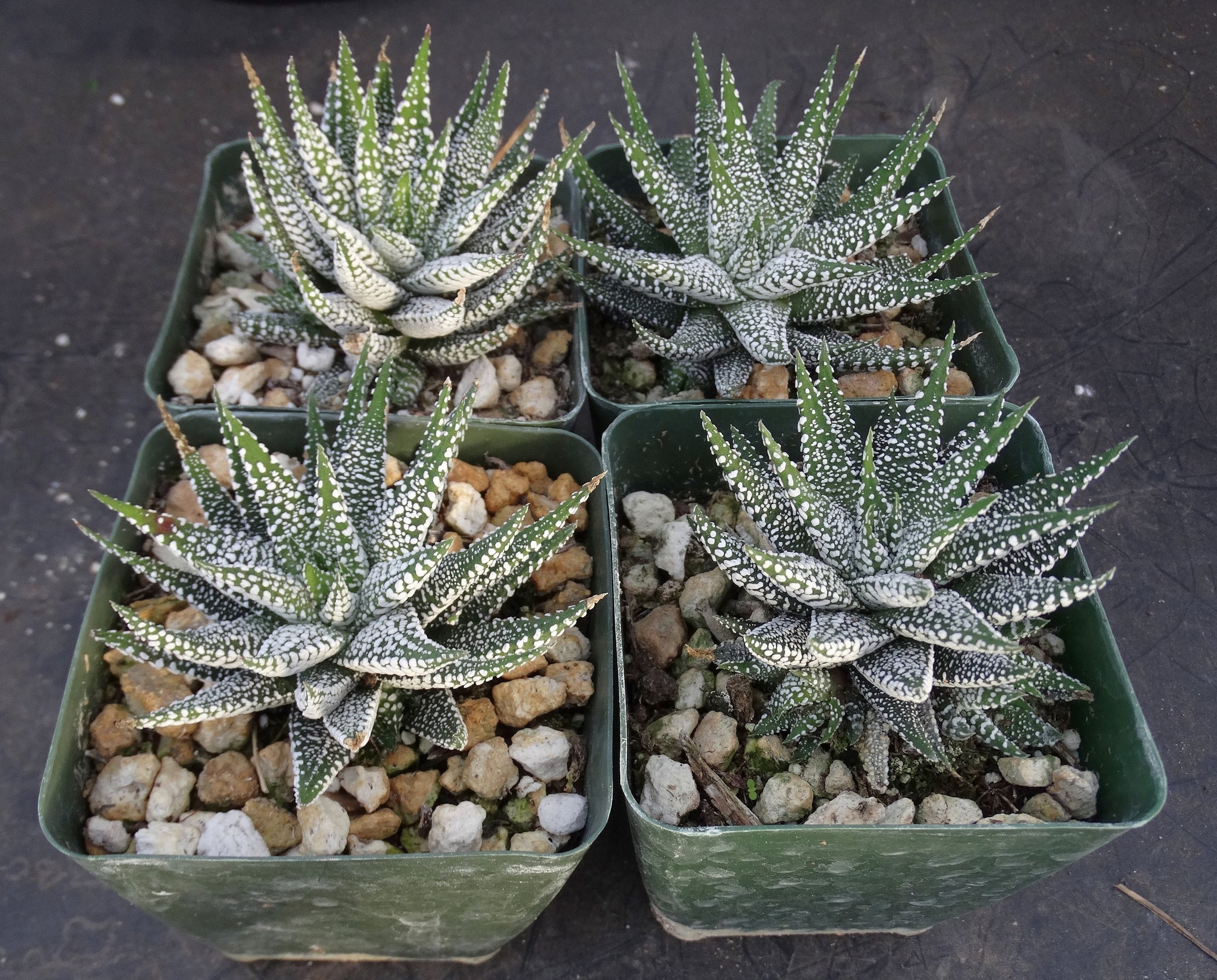 succulents cape town Haworthia attenuata 'Cape Town' – Kyle's Plants