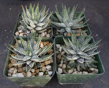 Load image into Gallery viewer, Haworthia attenuata 'Cape Town'
