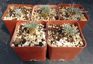 Avonia quinaria ssp. alstonii (White Flower)