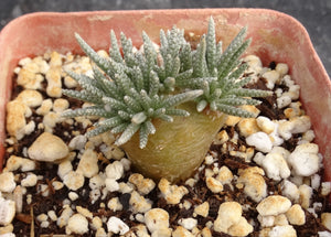 Avonia quinaria ssp. alstonii (White Flower)