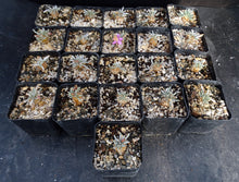 Load image into Gallery viewer, Avonia quinaria ssp. quinaria
