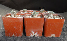 Load image into Gallery viewer, Avonia quinaria ssp. quinaria
