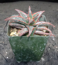 Load image into Gallery viewer, Aloe x 'Christmas Carol'
