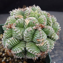 Load image into Gallery viewer, Aztekium valdezii *large cluster* (graft)
