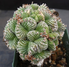Load image into Gallery viewer, Aztekium valdezii *large cluster* (graft)
