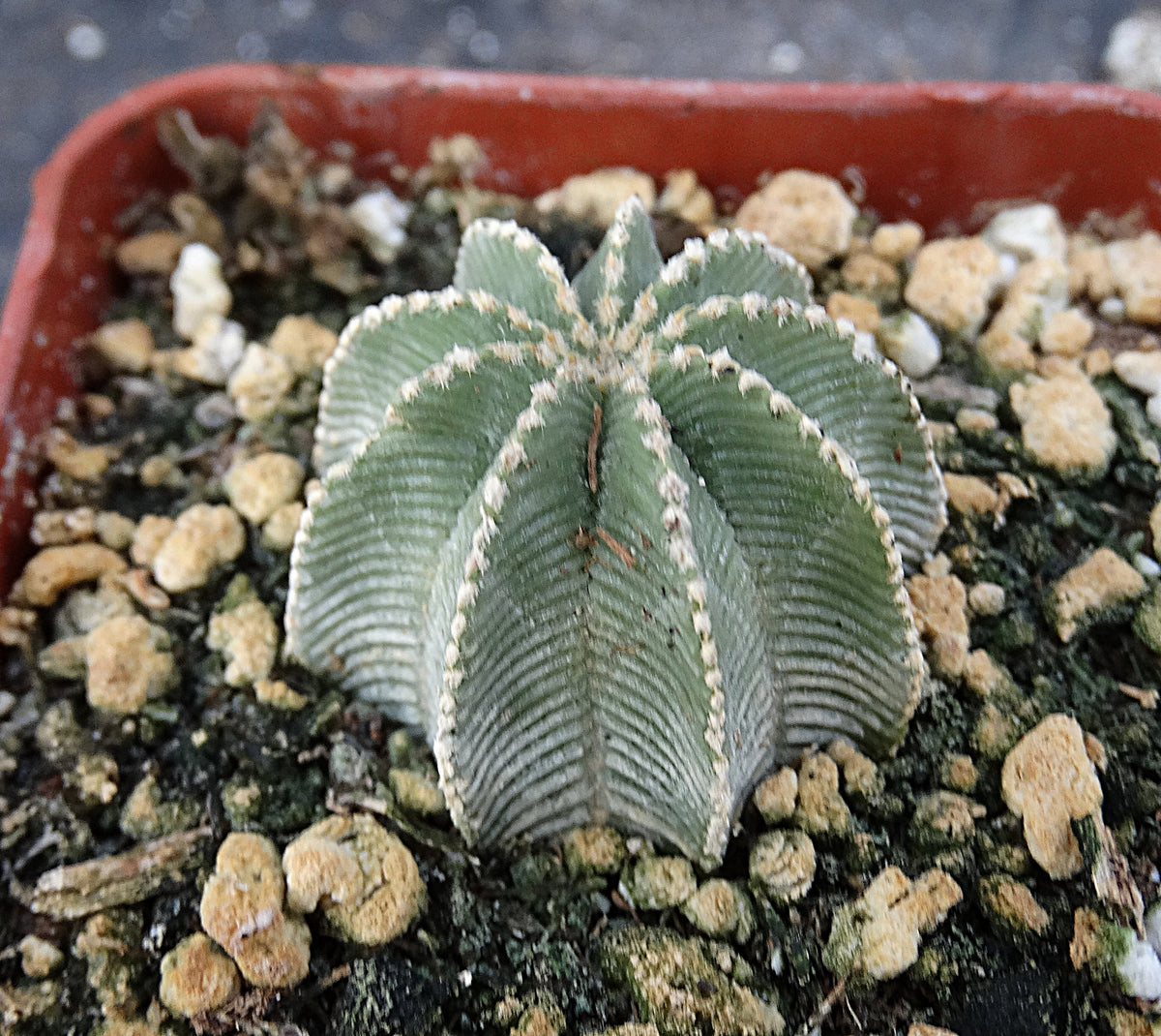Aztekium hintonii (own roots) – Kyle's Plants