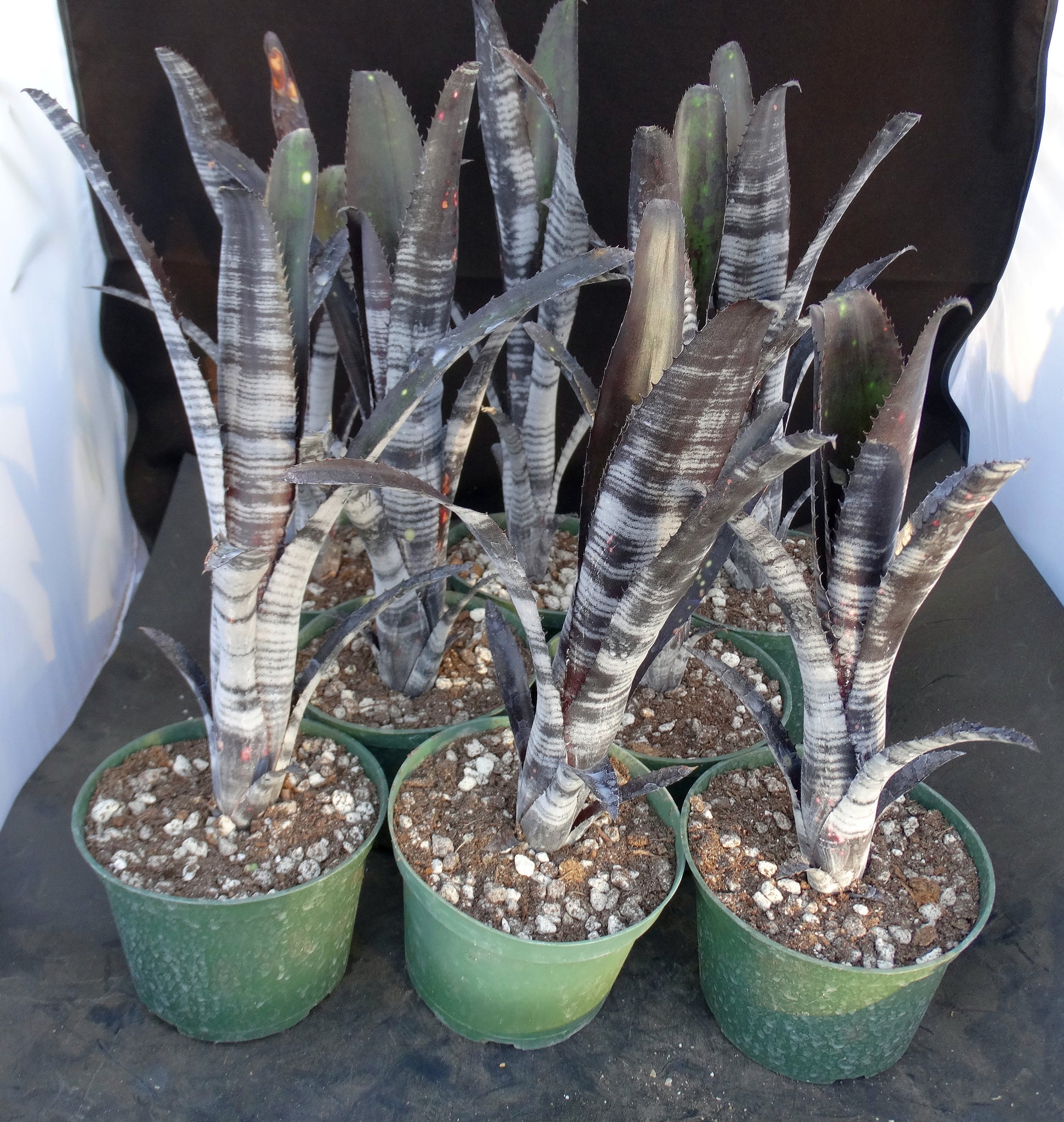 Billbergia x 'Darth Vader' – Kyle's Plants