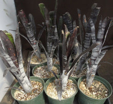 Load image into Gallery viewer, Billbergia x 'Darth Vader'
