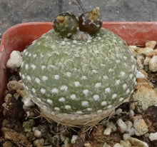 Load image into Gallery viewer, Blossfeldia liliputana *grafted*
