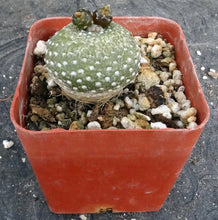 Load image into Gallery viewer, Blossfeldia liliputana *grafted*

