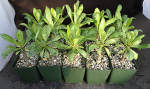 Load image into Gallery viewer, Brighamia insignis
