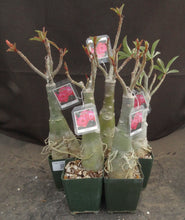 Load image into Gallery viewer, Adenium 'Camera' Grafted Hybrid
