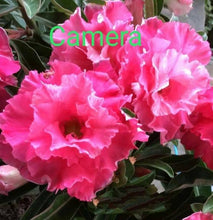 Load image into Gallery viewer, Adenium 'Camera' Grafted Hybrid
