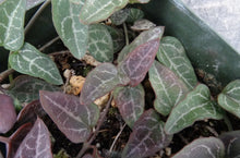 Load image into Gallery viewer, Ceropegia woodii Arrow Leaf Form
