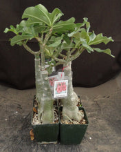 Load image into Gallery viewer, Adenium 'Chokh Kea Chan' Grafted Hybrid
