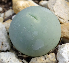 Load image into Gallery viewer, Conophytum calculus
