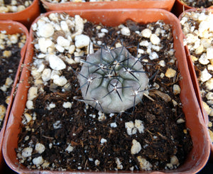Copiapoa cinerea