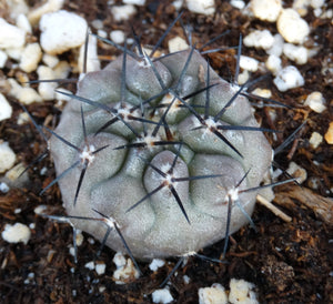 Copiapoa cinerea