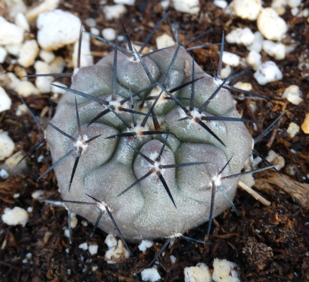 Copiapoa cinerea