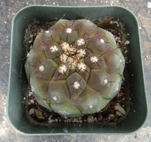 Load image into Gallery viewer, Copiapoa cinerea
