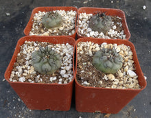 Load image into Gallery viewer, Copiapoa cinerea
